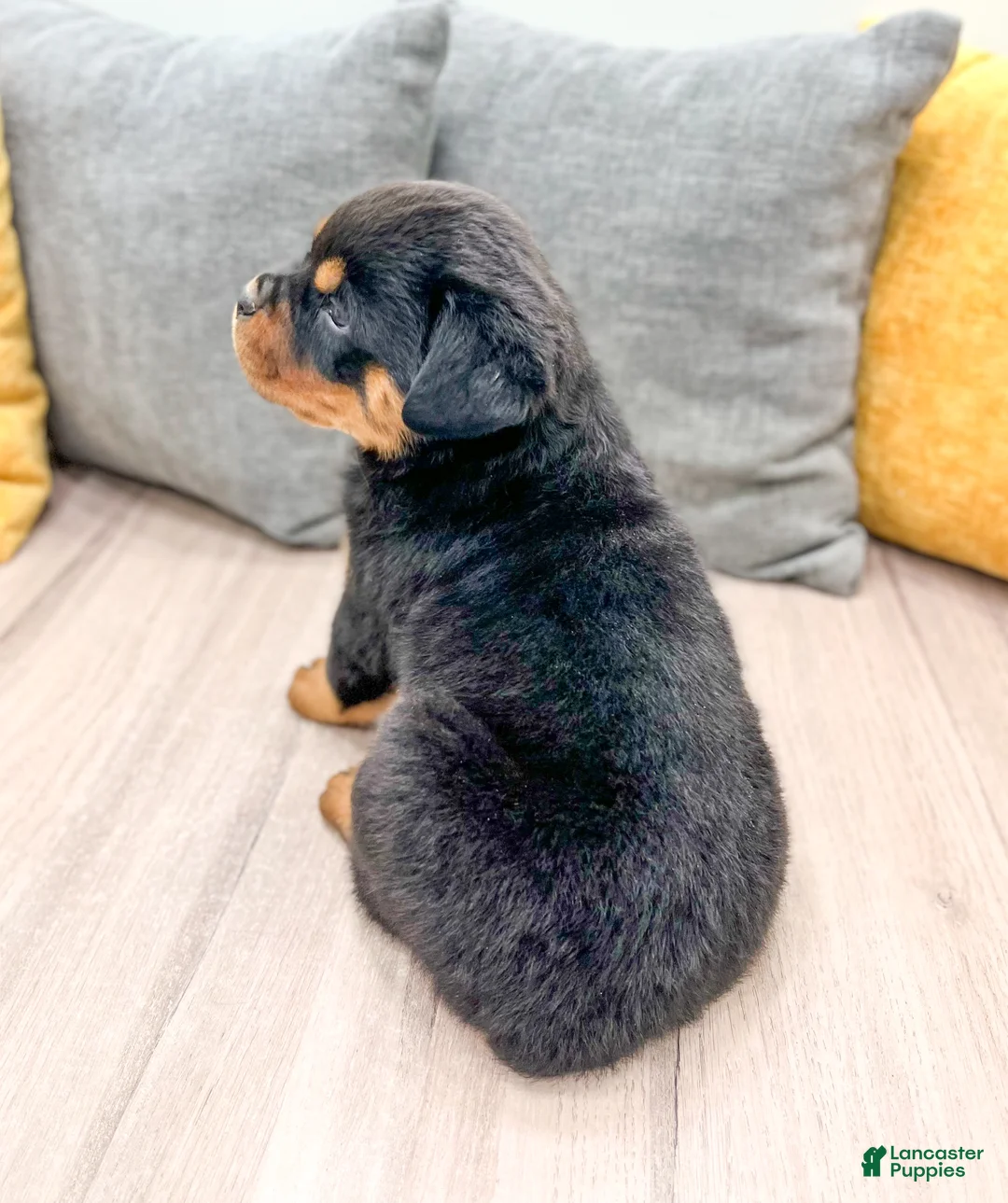Rottweiler dogs for sale: Basil - Ad 5