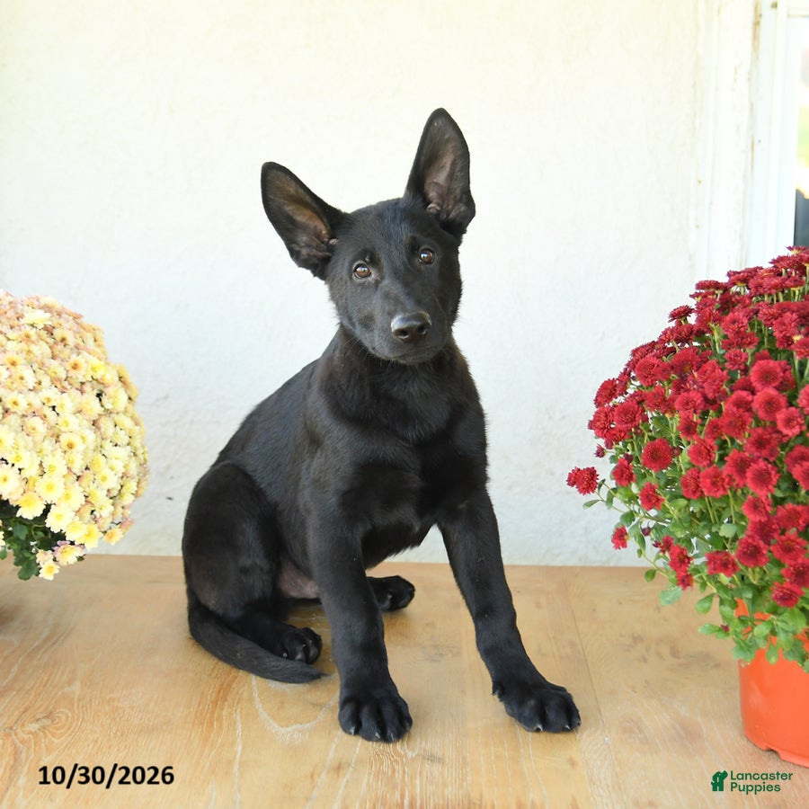 German Shepherd dogs for sale: Benton - Ad 1
