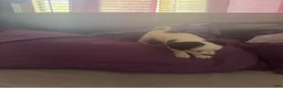 Chipoo dogs for sale: Chipoo 1 - Ad 3