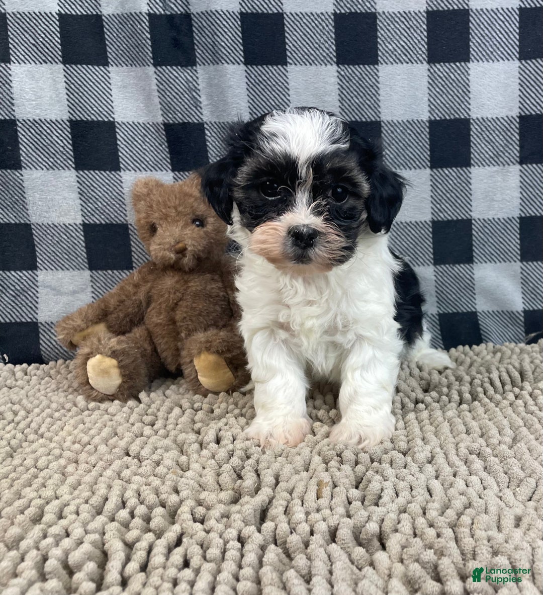 Teddy Bear dogs for sale: Jade - Ad 4