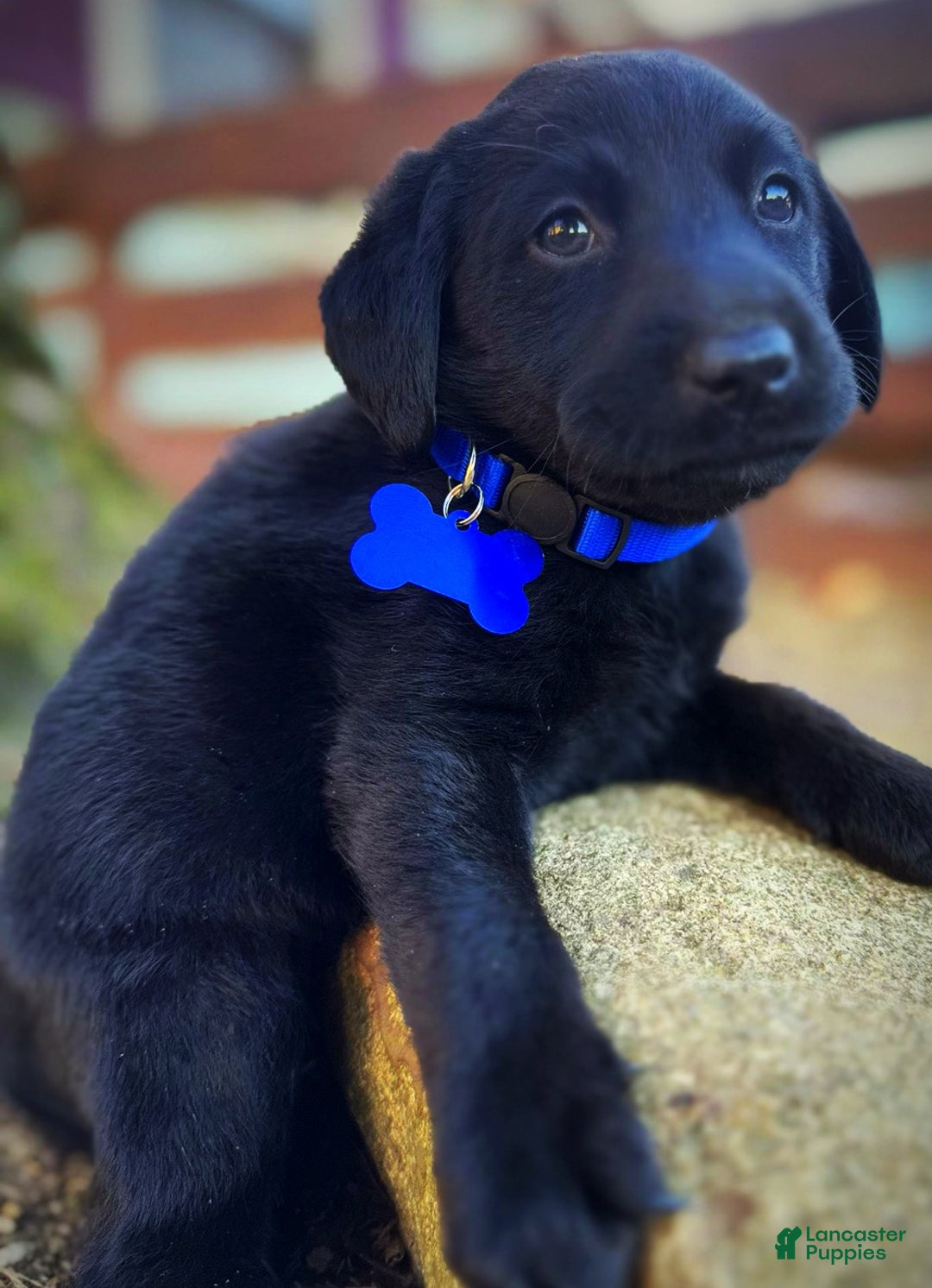 Labrador Retriever dogs for sale: Labrador Retriever Puppy 1 - Ad 15