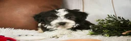 Havanese dogs for sale: Levi - Ad 5