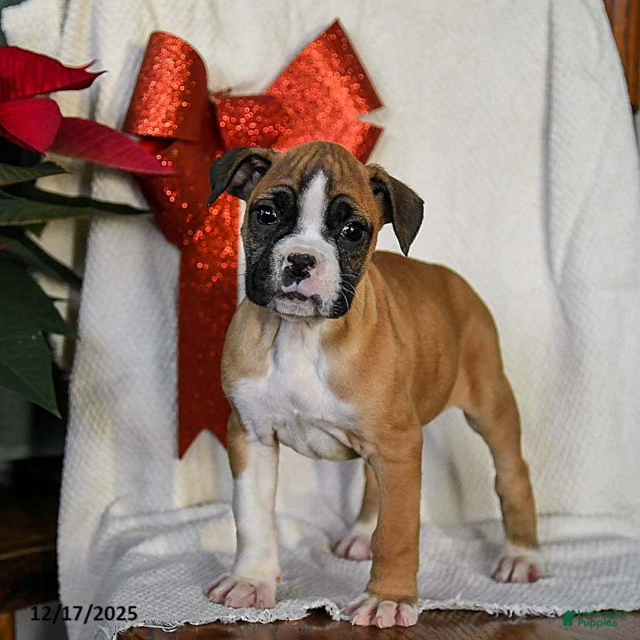 Boxer dogs Snowflake - Ad 1