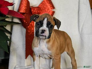 Boxer dogs Snowflake - Ad 26