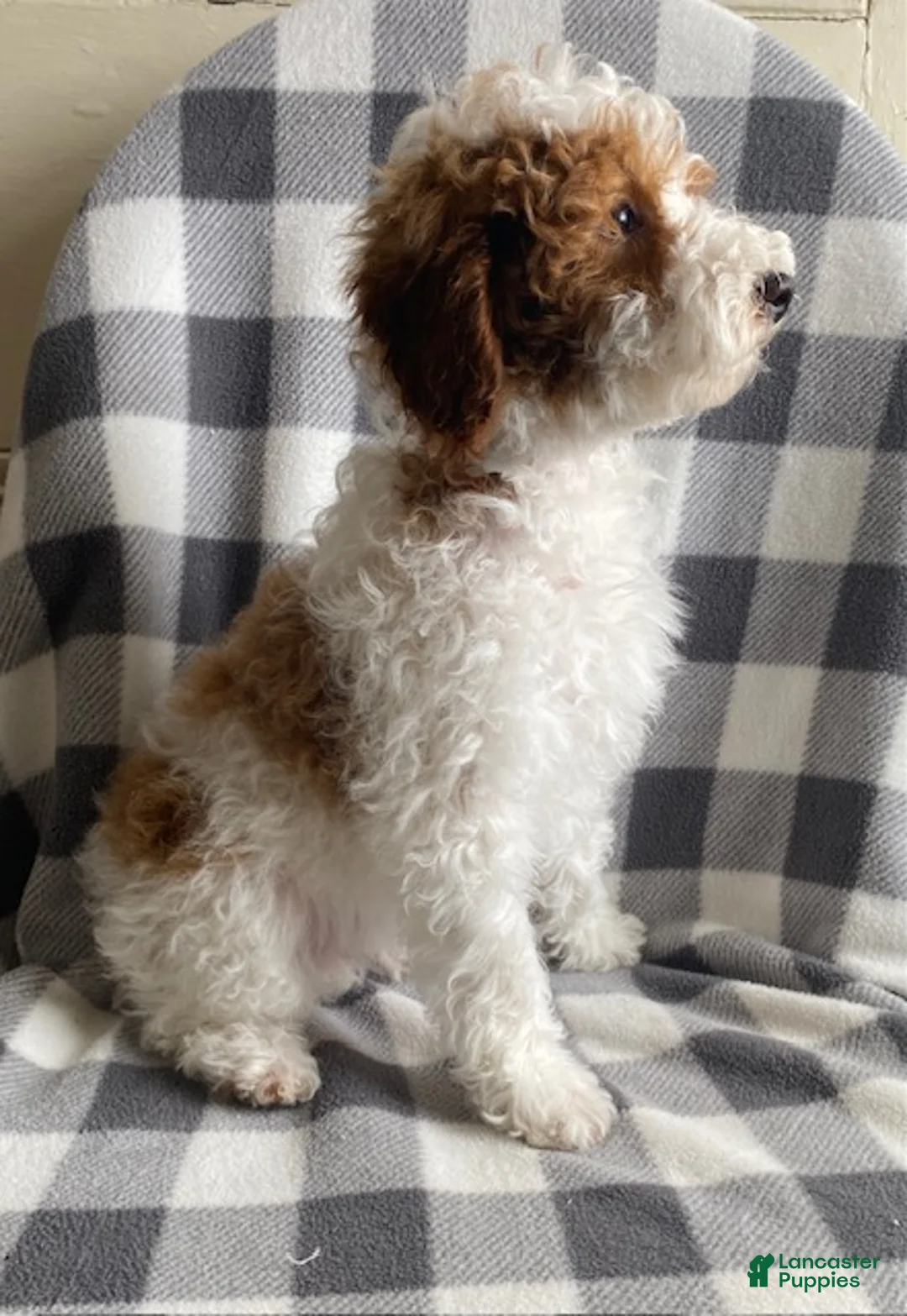 Miniature Poodle dogs for sale: Buttons - Ad 2