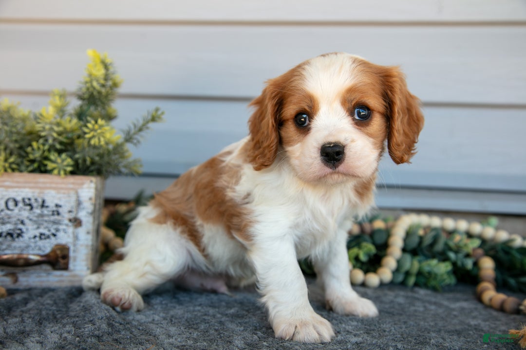 Cavalier King Charles Spaniel dogs for sale: Reed - Ad 2