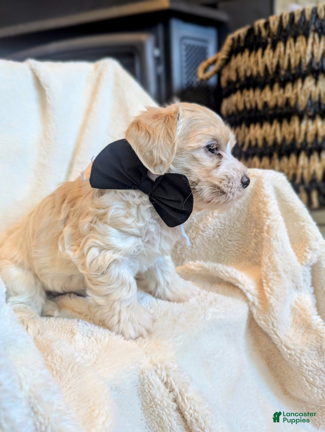 Mixed Breed dogs for sale: Rocket - Ad 11