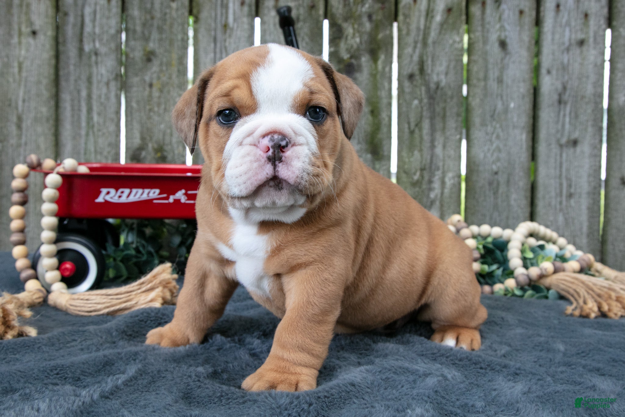 Beabull dogs Titus - Ad 1