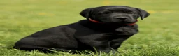 Labrador Retriever dogs for sale: Kristy  - Ad 1