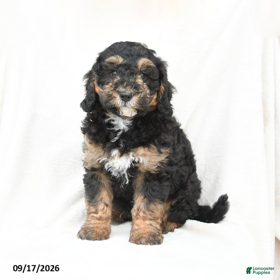 Mini Bernedoodle dogs Murphy - Ad 1