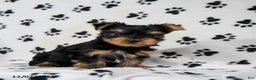 Yorkshire Terrier dogs for sale: Quincy - Ad 3