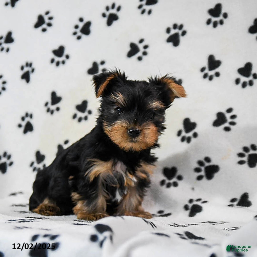 Yorkshire Terrier dogs for sale: Quincy - Ad 3