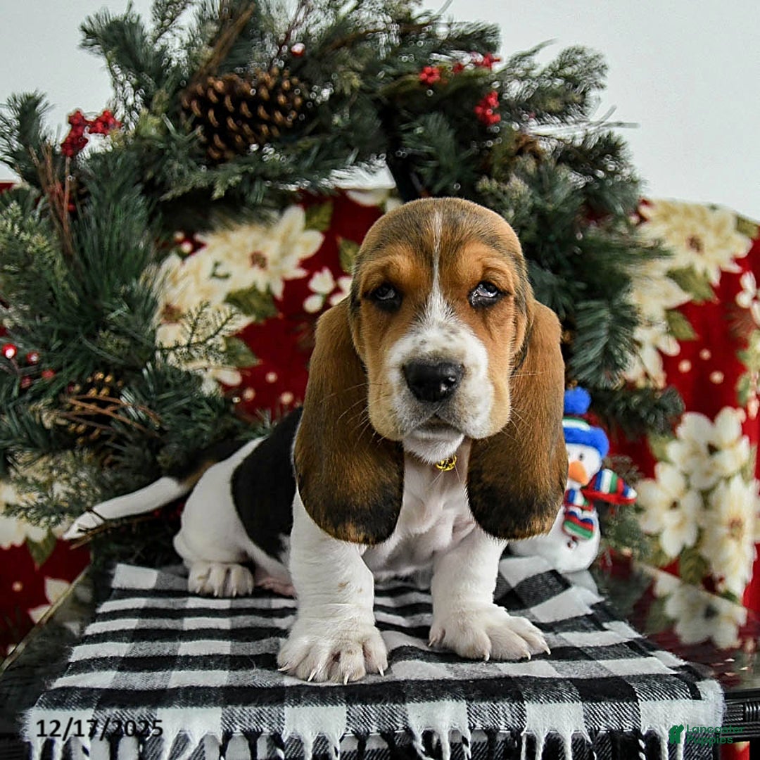 Basset Hound dogs for sale: Flash - Ad 2