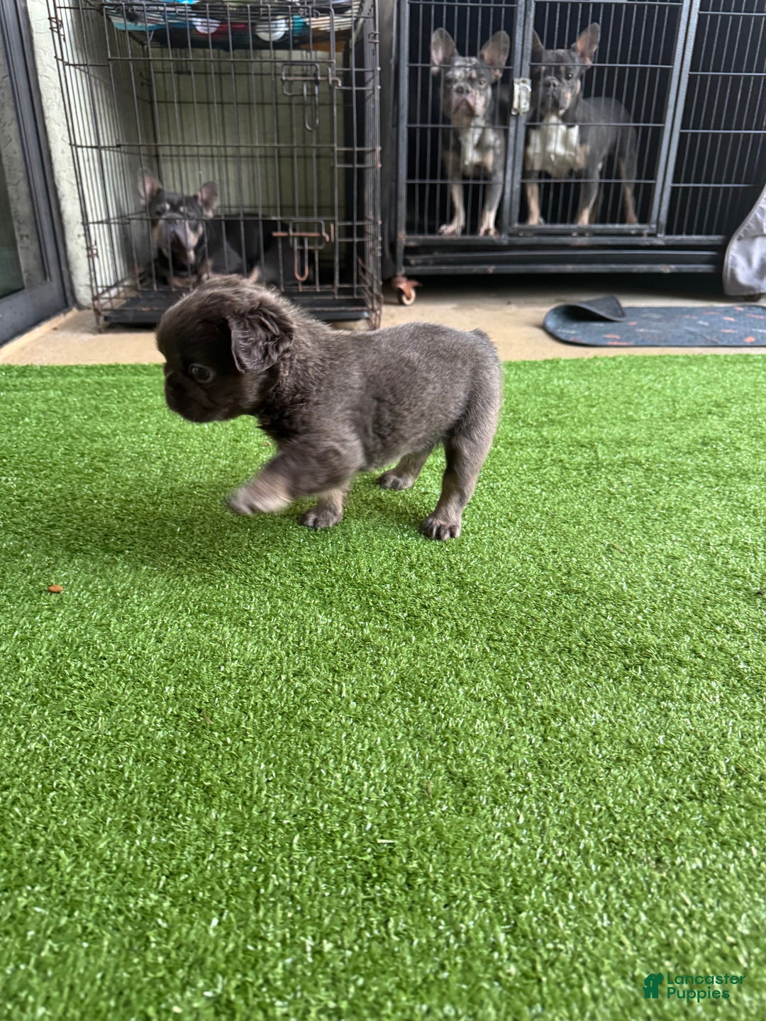 French Bulldog dogs for sale: Peppa - Ad 8