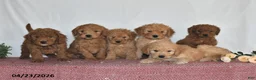 Goldendoodle dogs for sale: Milo - Ad 3