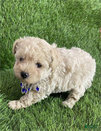 Toy Poodle dogs Toy Poodle Puppy 1 - Ad 2