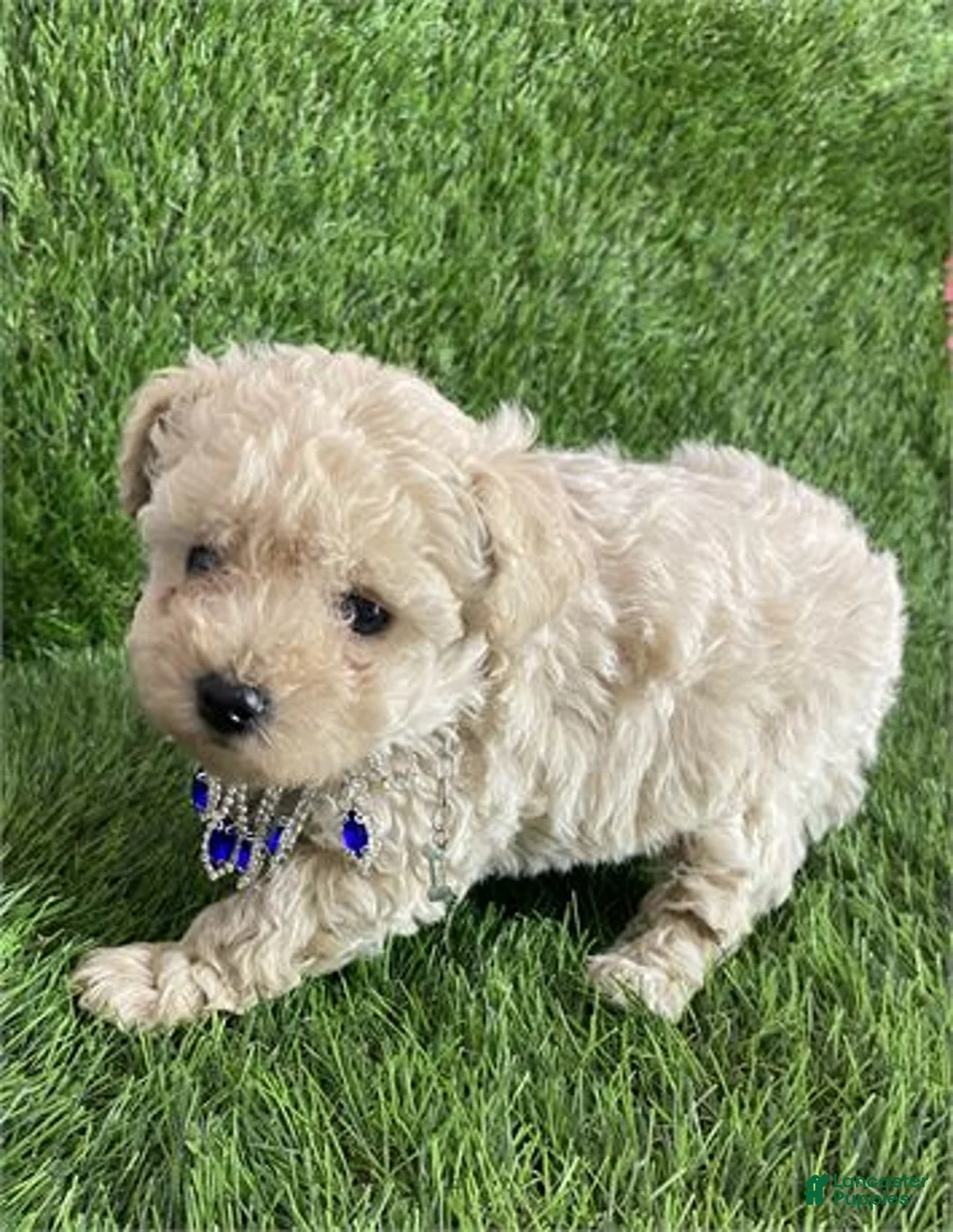 Toy Poodle dogs for sale: Toy Poodle Puppy 1 - Ad 2