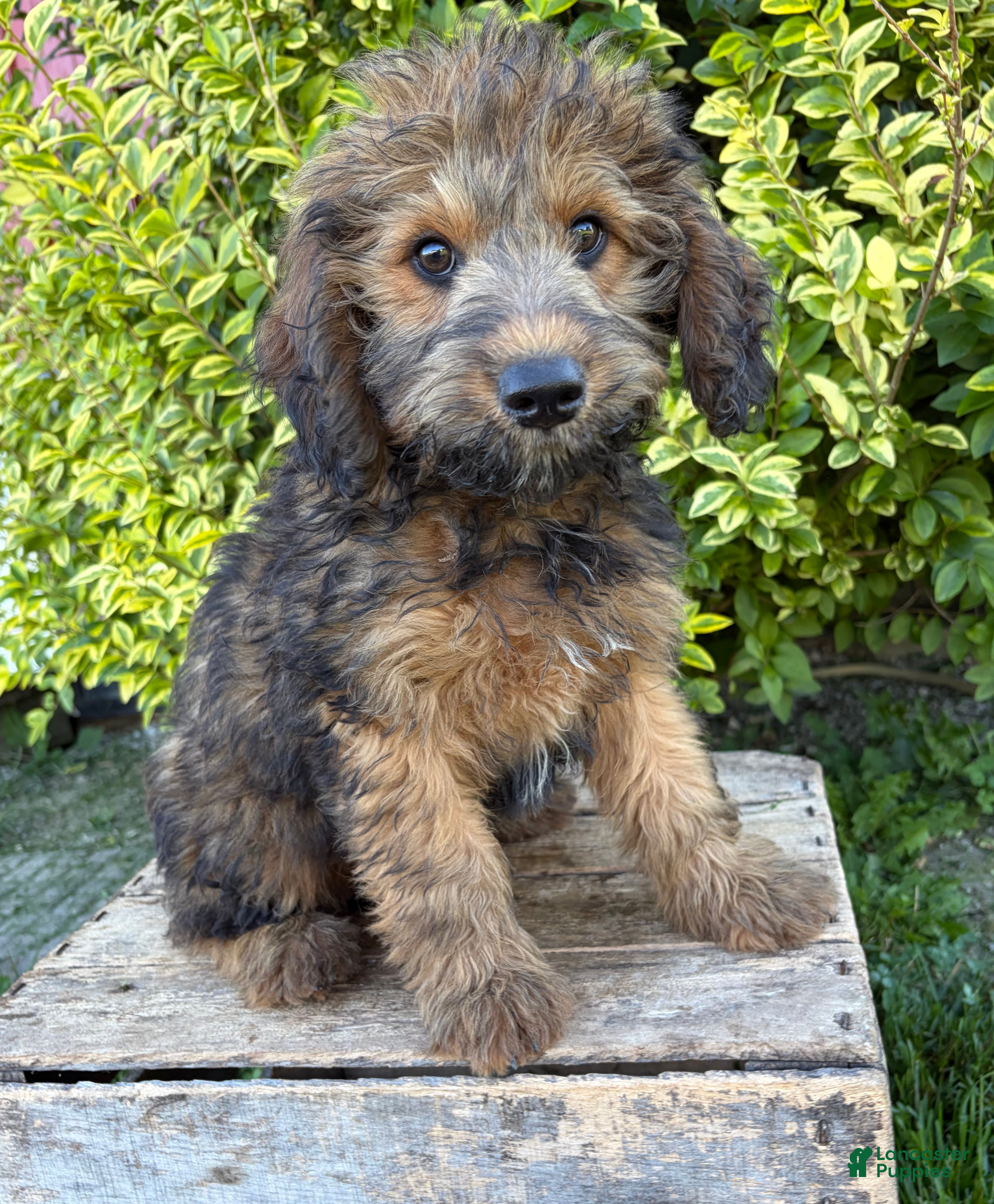 Whoodle dogs Henry - Ad 1