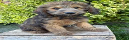 Whoodle dogs for sale: Henry - Ad 1