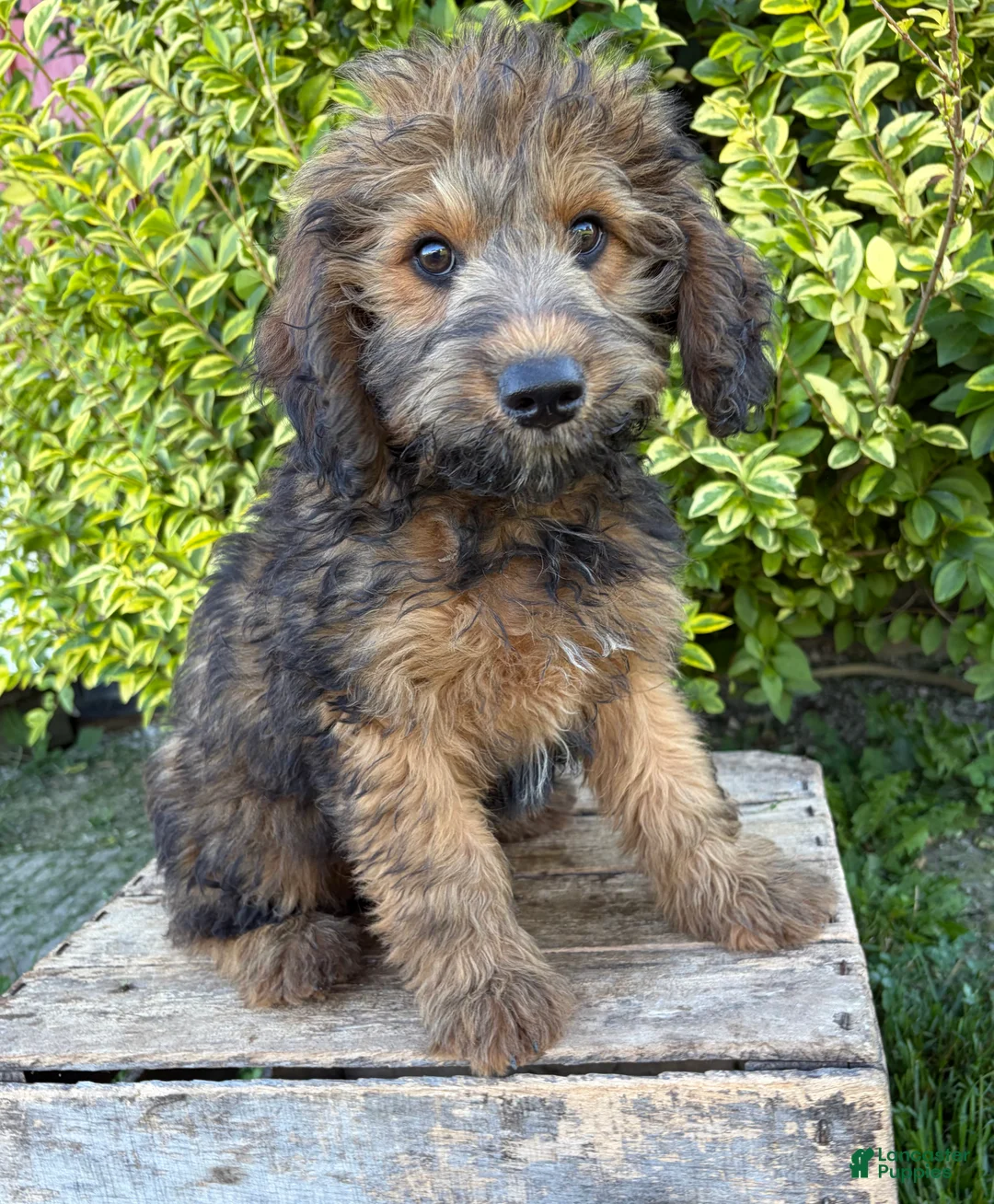 Whoodle dogs for sale: Henry - Ad 1