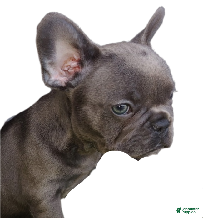 French Bulldog dogs French Bulldog 7: Ella - Ad 42