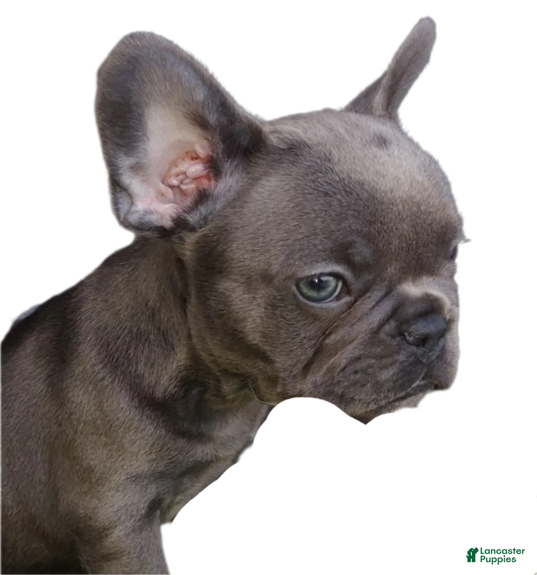 French Bulldog dogs for sale: French Bulldog 7: Ella - Ad 1