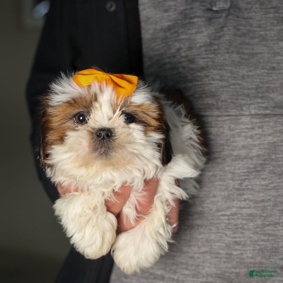 Shih Tzu dogs for sale: RANDY - Ad 3