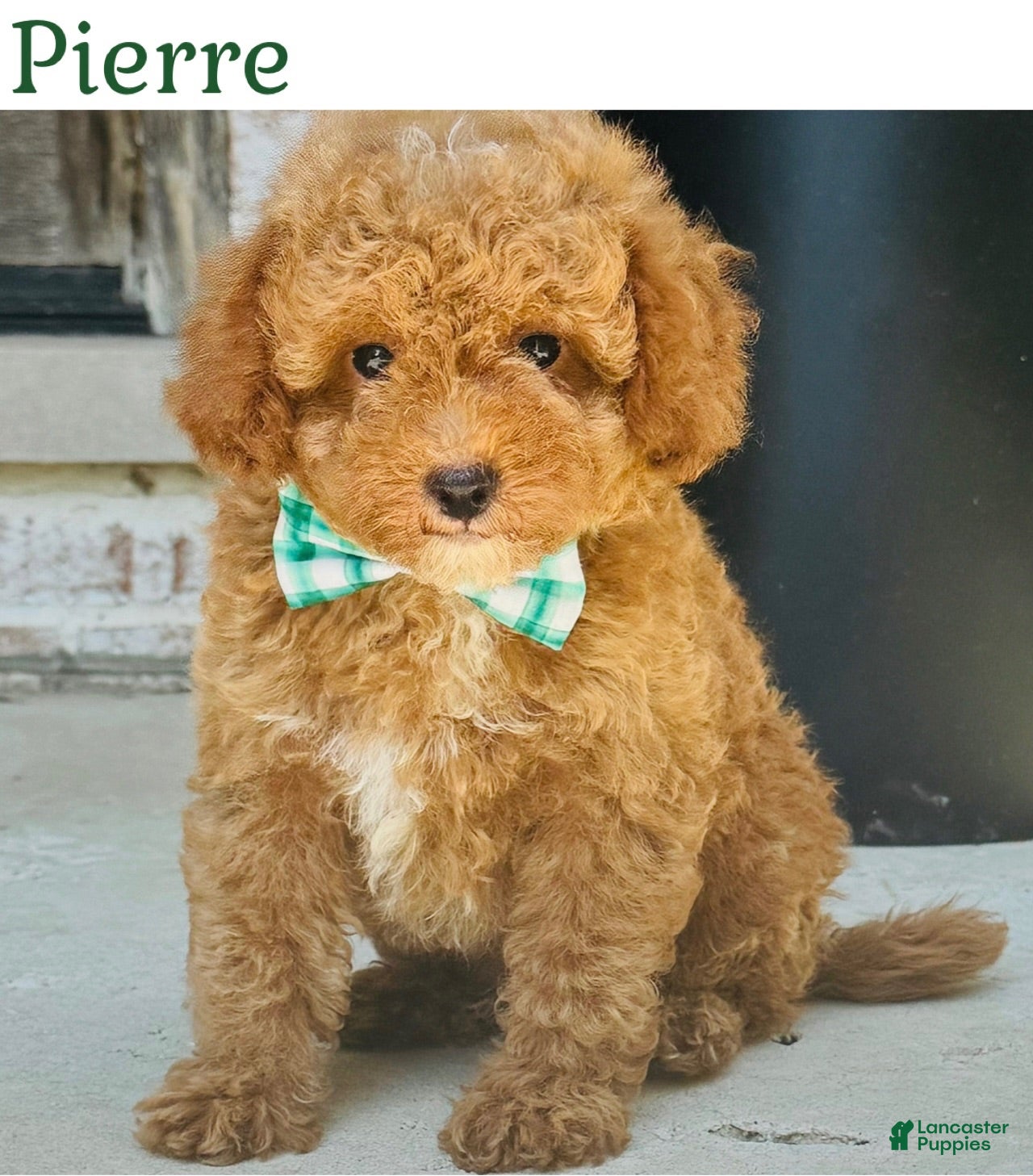 Mini Goldendoodle dogs Mini Goldendoodle 2 - Ad 34
