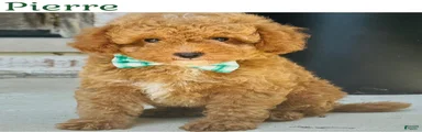 Mini Goldendoodle 2