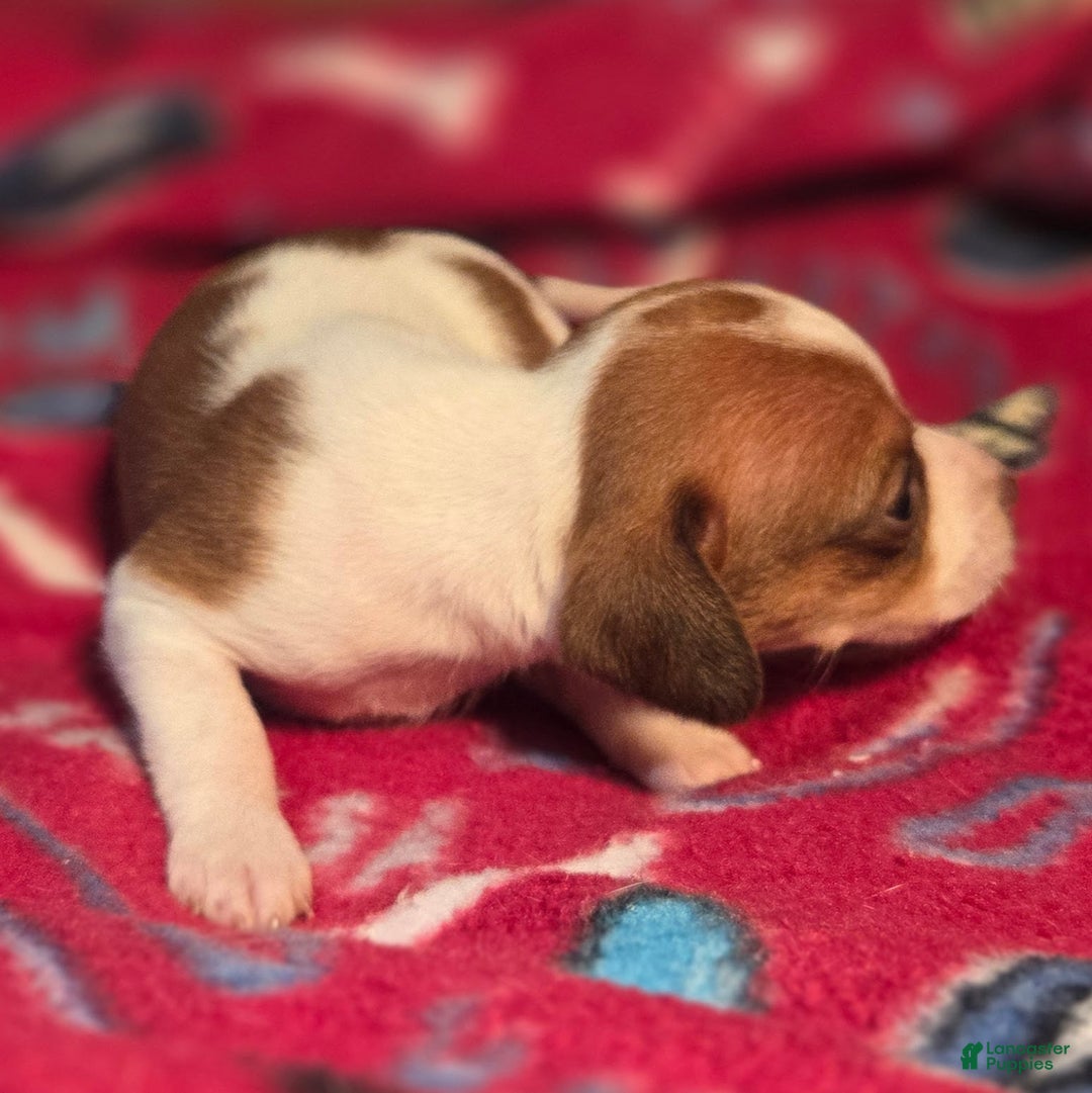 Beagle dogs for sale: Rory Queen Elizabeth Pocket Beagle - Ad 6