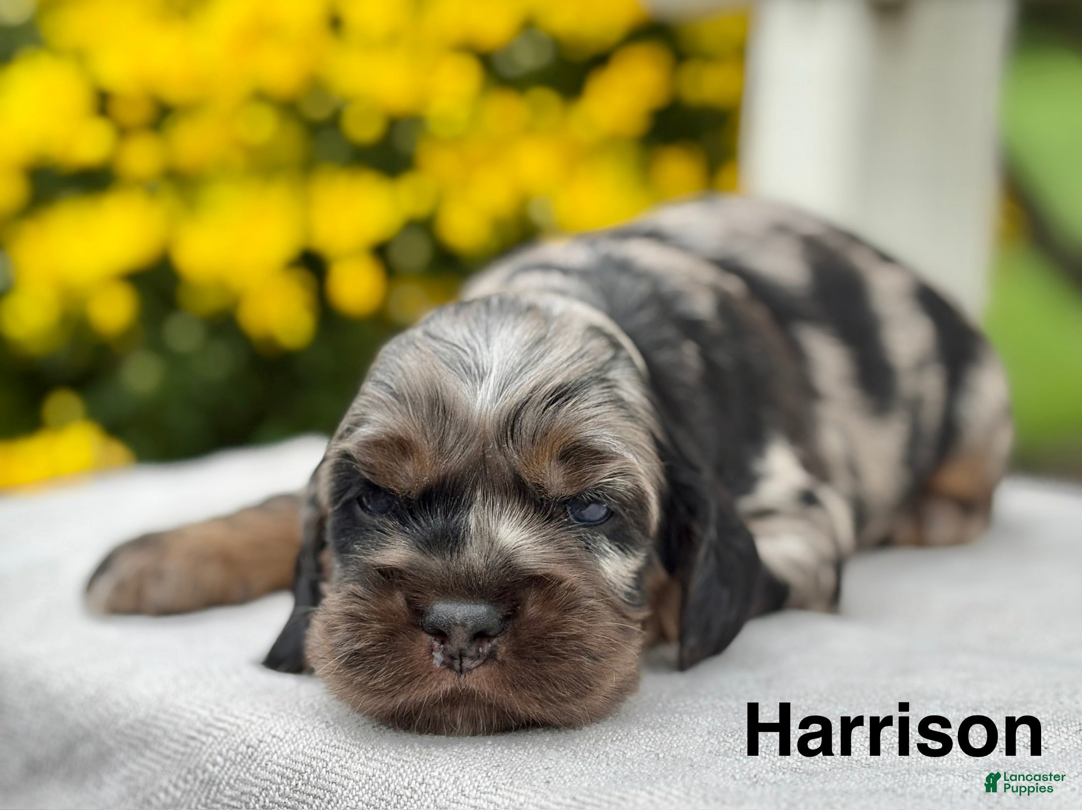 Cocker Spaniel dogs Harrison - Ad 1