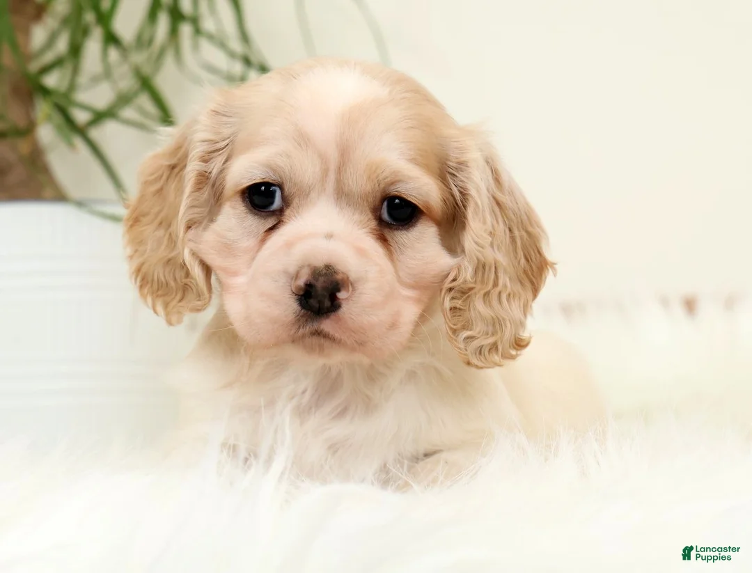 Cocker Spaniel dogs for sale: Lightning - Ad 1