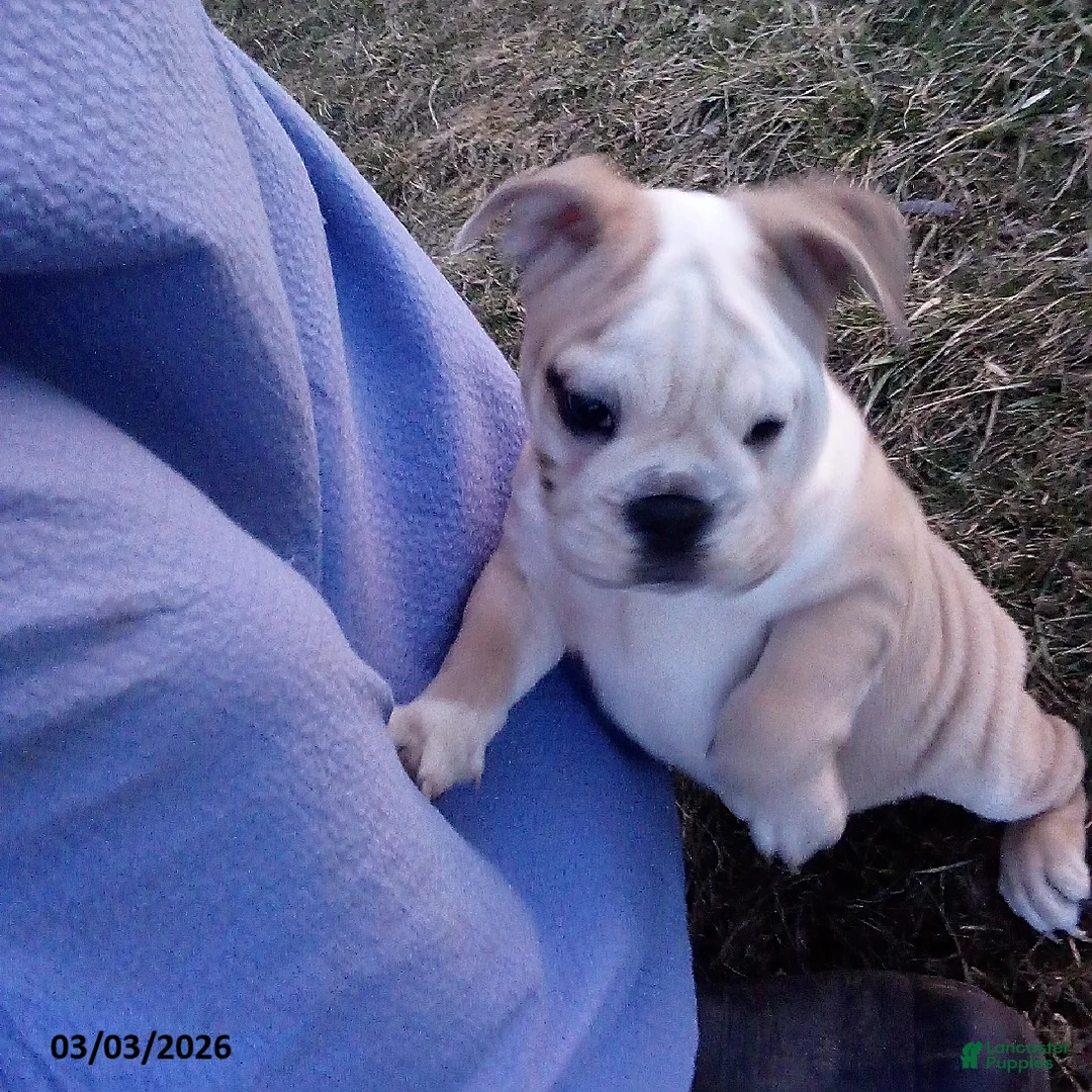 English Bulldog dogs for sale: Reba Mae - Ad 2