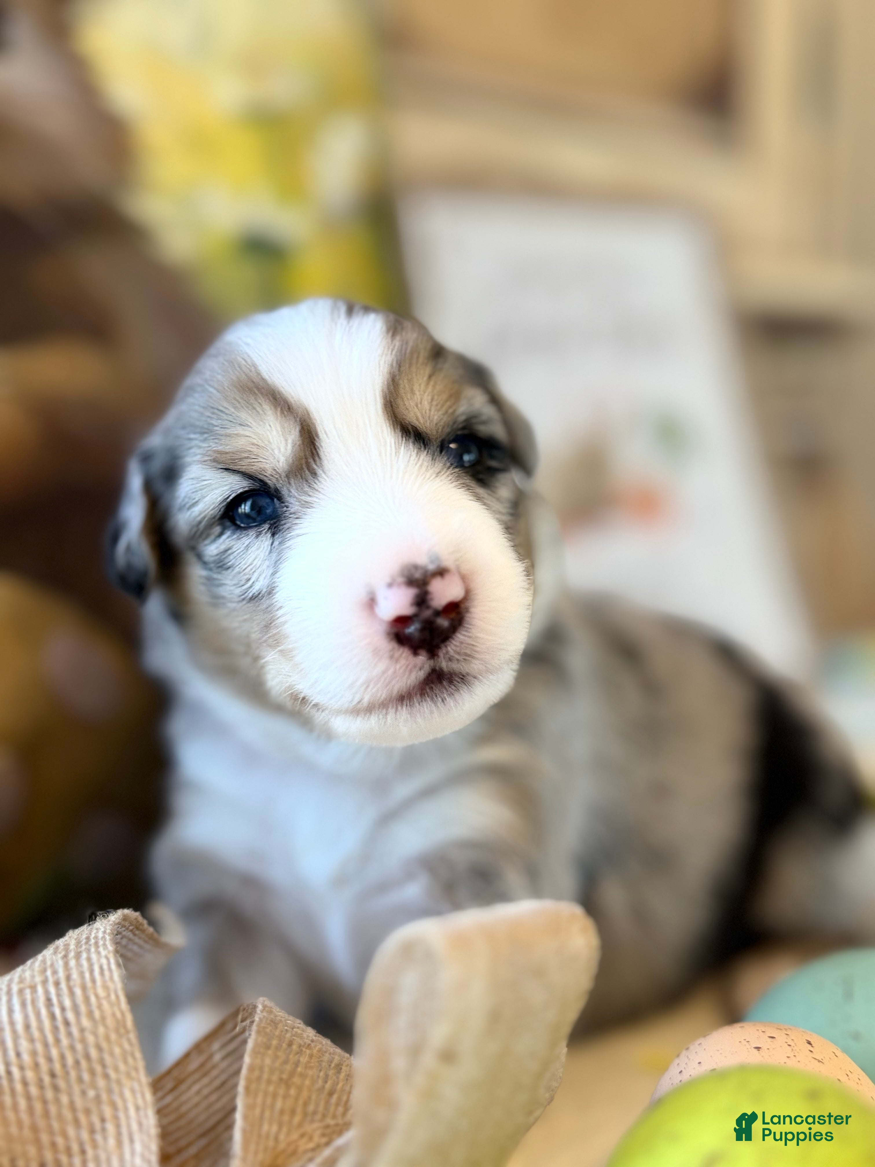 Australian Shepherd dogs Australian Shepherd Puppy 5 - Ad 32
