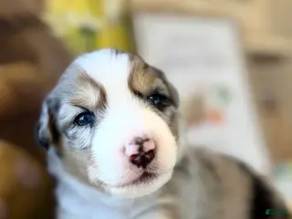 Australian Shepherd dogs Australian Shepherd Puppy 5 - Ad 32