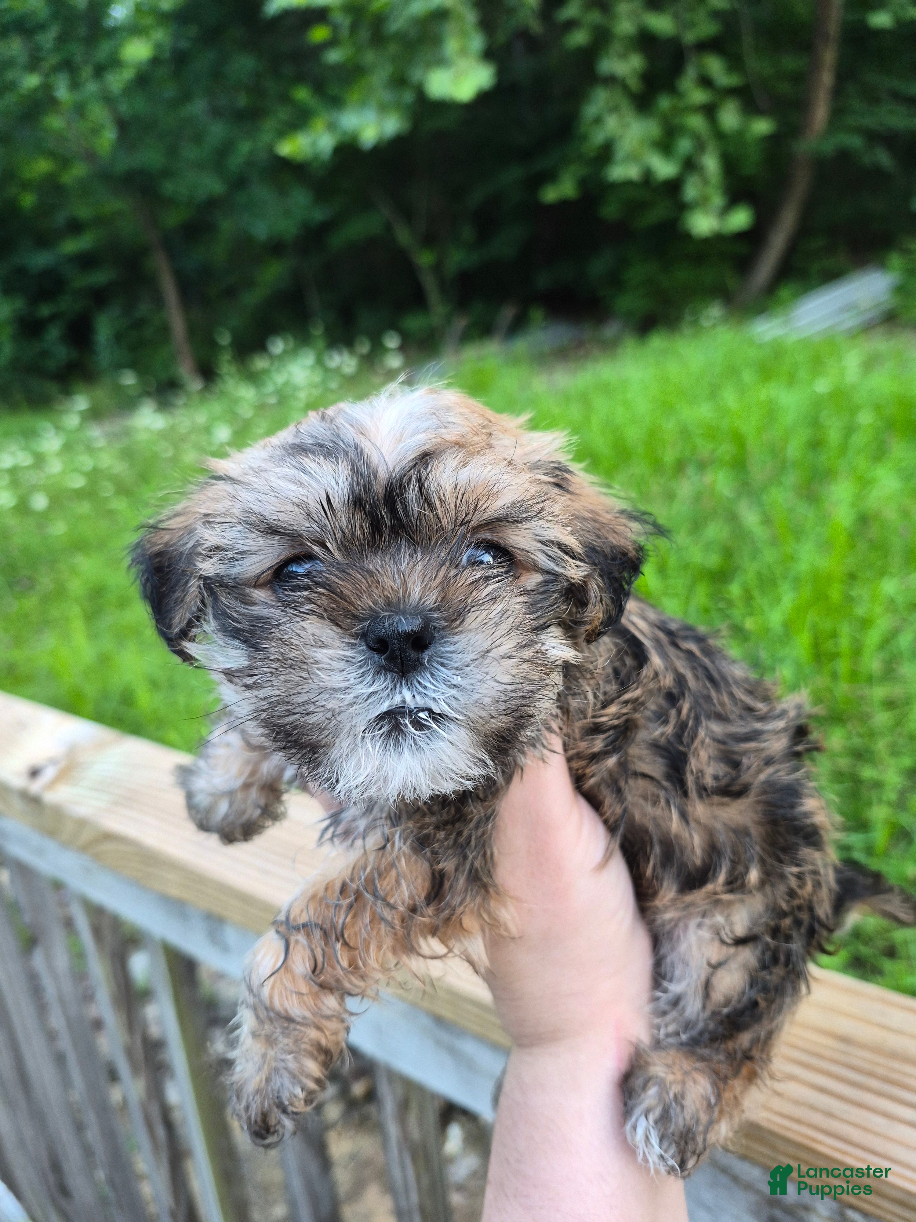 Shih Tzu dogs Shih Tzu 1 - Ad 10