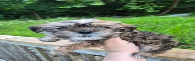 Shih Tzu 1