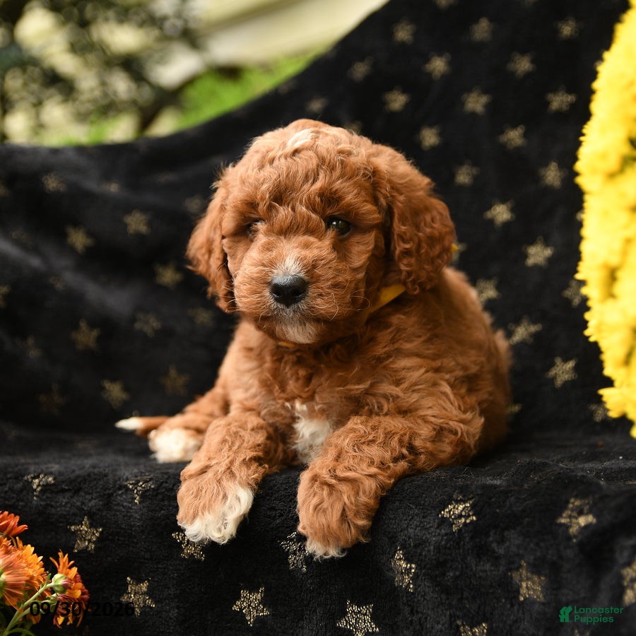 Mini Goldendoodle dogs for sale: Happy - Ad 1