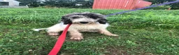 Goldendoodle dogs for sale: Oreo - Ad 4