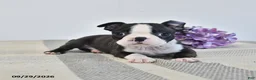 Boston Terrier dogs for sale: Harper - Ad 1