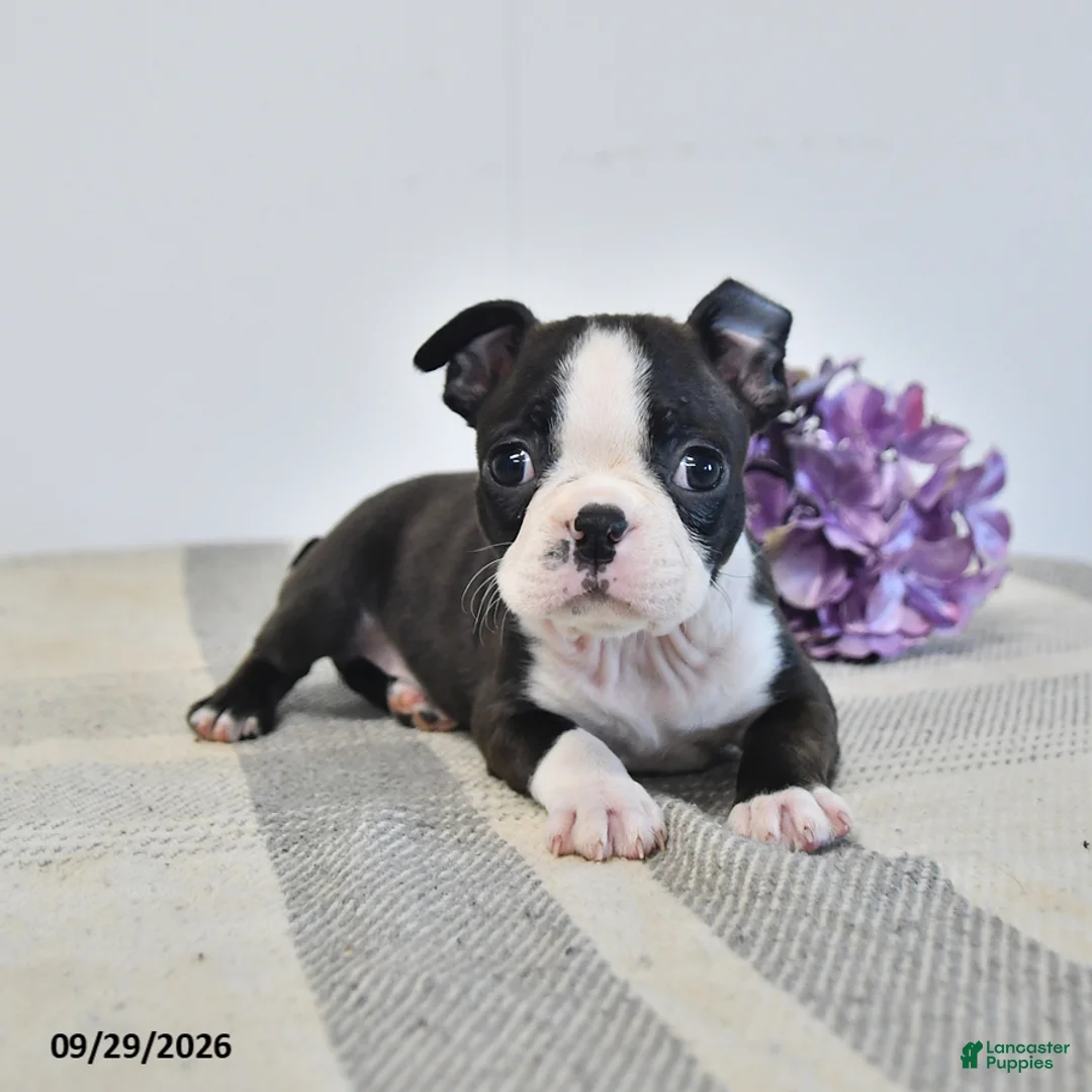 Boston Terrier dogs for sale: Harper - Ad 1