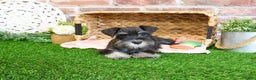 Miniature Schnauzer dogs for sale: Mercy - Ad 8