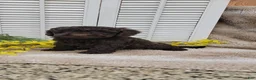 Cockapoo dogs for sale: Jan - Ad 5