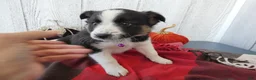 Australian Cattle Dog dogs for sale: Australian Cattle Dog 7 Lynette - Ad 10