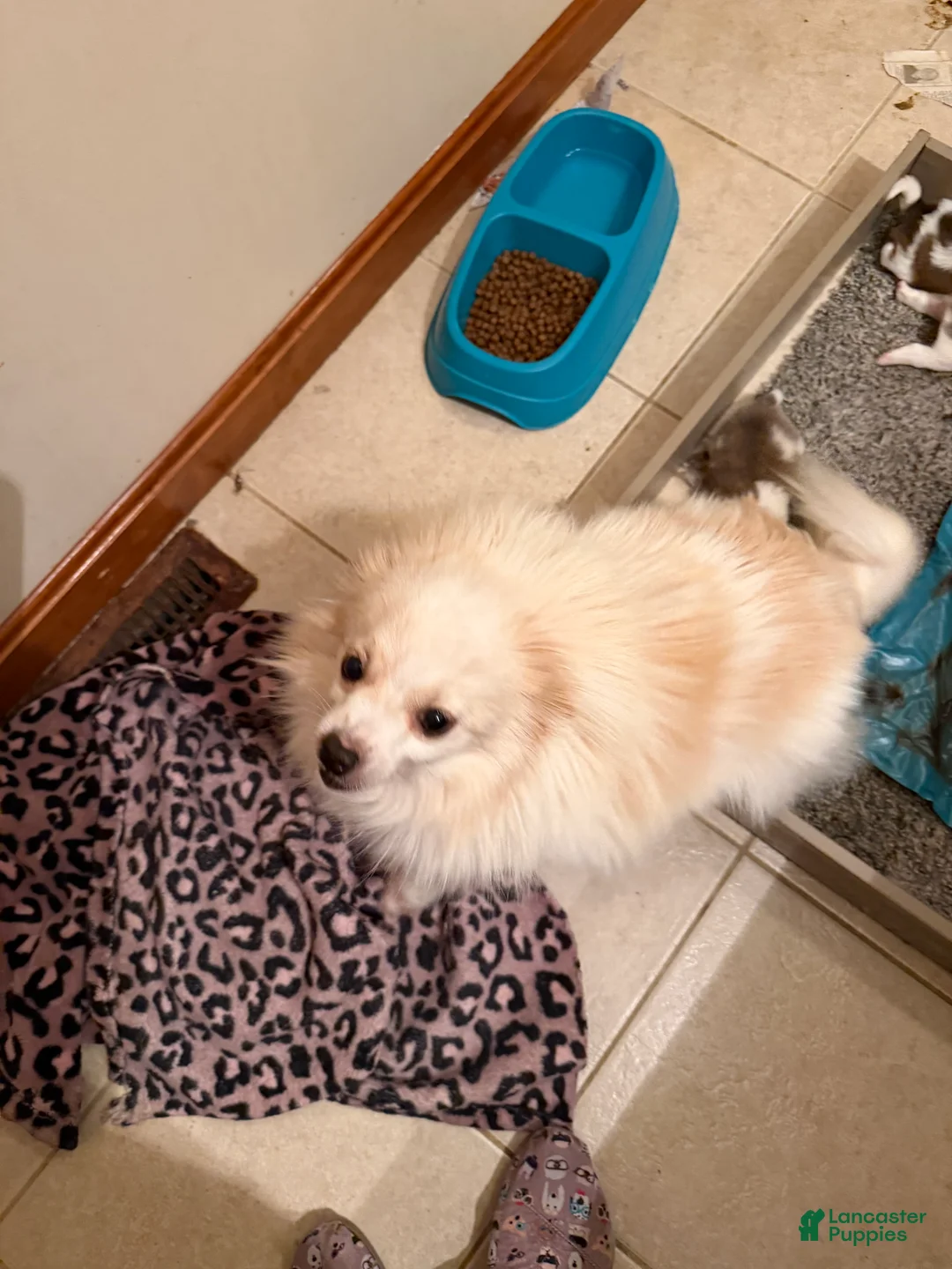 Pomeranian dogs for sale: Jester - Ad 2