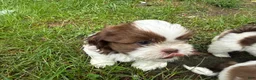 Shih Tzu dogs for sale: Shih Tzu 3 it’s a male not female - Ad 4