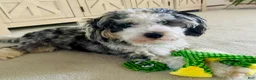 Mini Bernedoodle dogs for sale: Blue collar male  - Ad 3