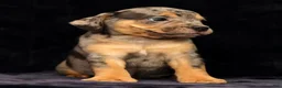 Beabull dogs for sale: Carson - Ad 5