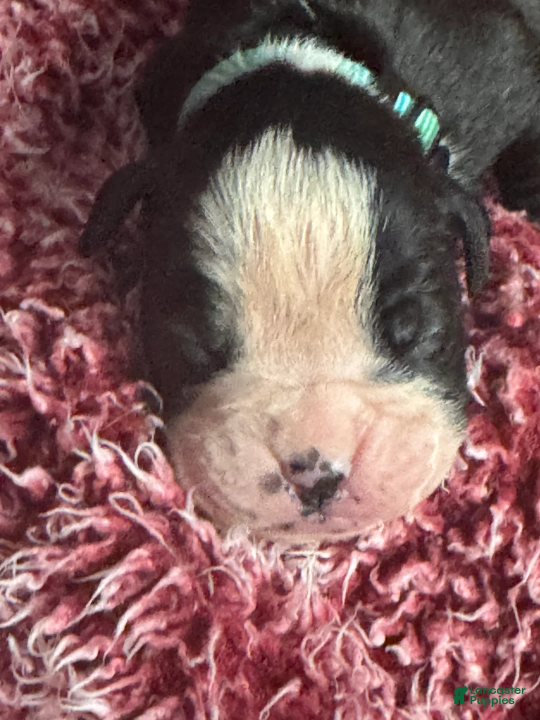 Boxer dogs for sale: Luna  - Ad 8