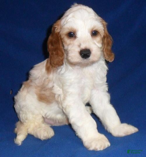 Cockapoo dogs Ollie - Ad 1